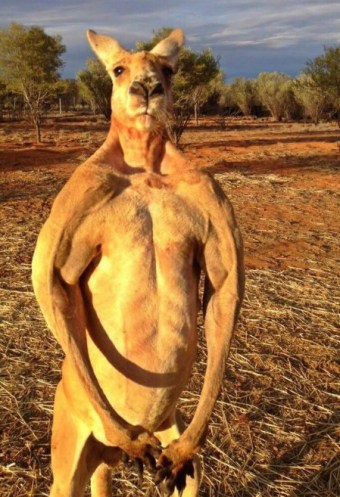 RogerKangaroo